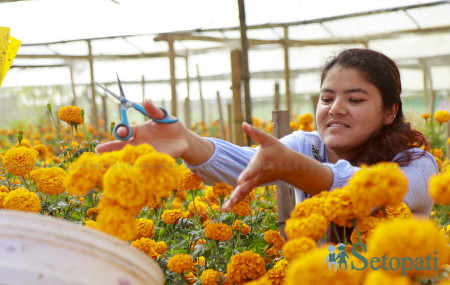 आफ्नो बारीबाट फूल टिप्दै रूपा बस्नेत। तस्बिरः नवीनबाबु गुरुङ/सेतोपाटी